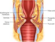 Voice medical treatment